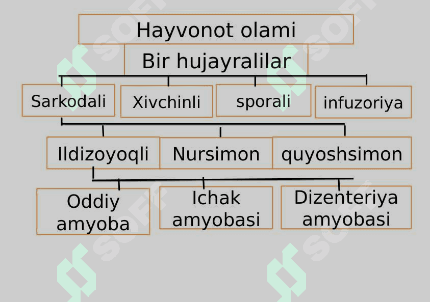 Sodda hayvonlar tipi Soxtaoyoqlilar sinfi 4