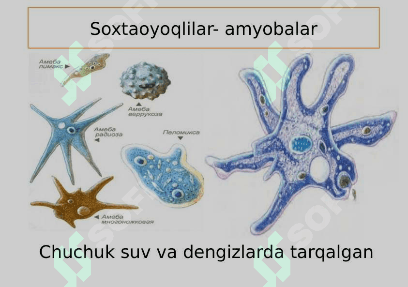 Sodda hayvonlar tipi Soxtaoyoqlilar sinfi 5