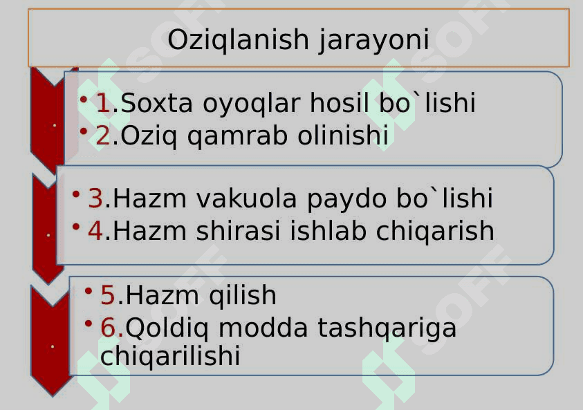 Sodda hayvonlar tipi Soxtaoyoqlilar sinfi 8