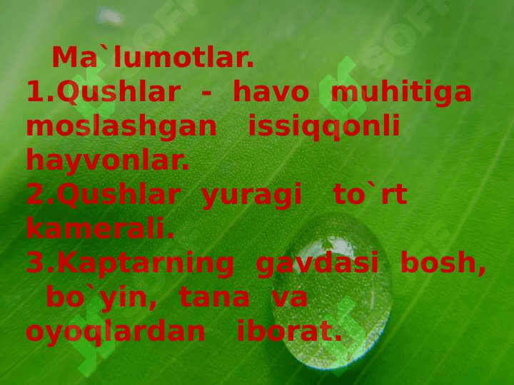 Qushlarning skeleti va muskullari 8