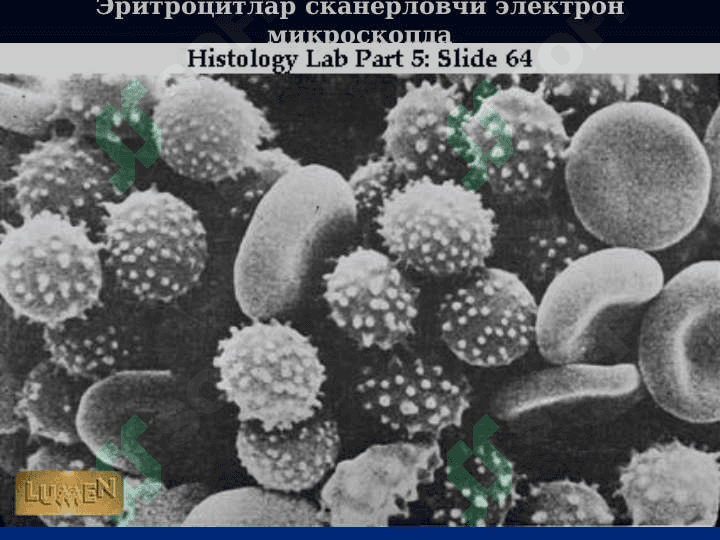 қон ва қон яратилиши 7
