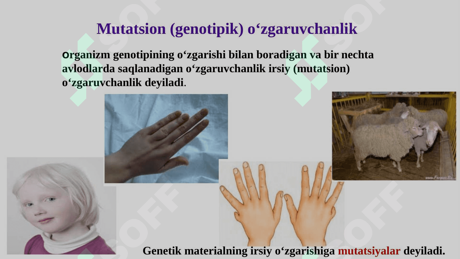 Mutatsion (genotipik) o‘zgaruvchanlik 3