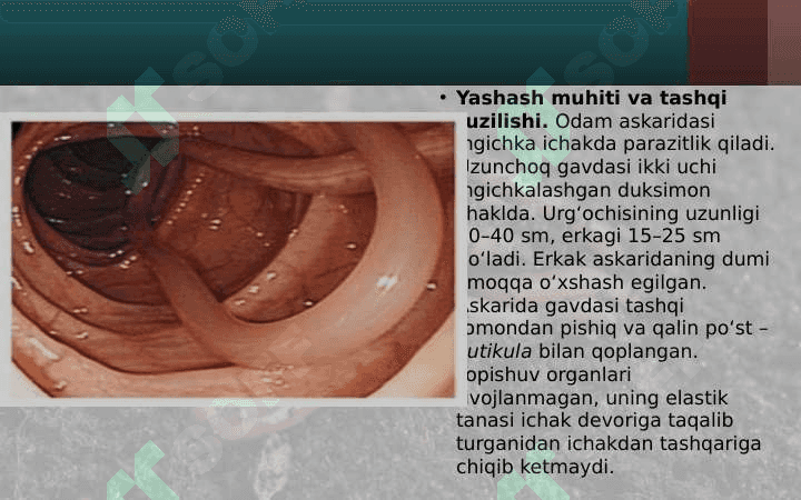 SUYAKLI BALIQLAR SINFI 3