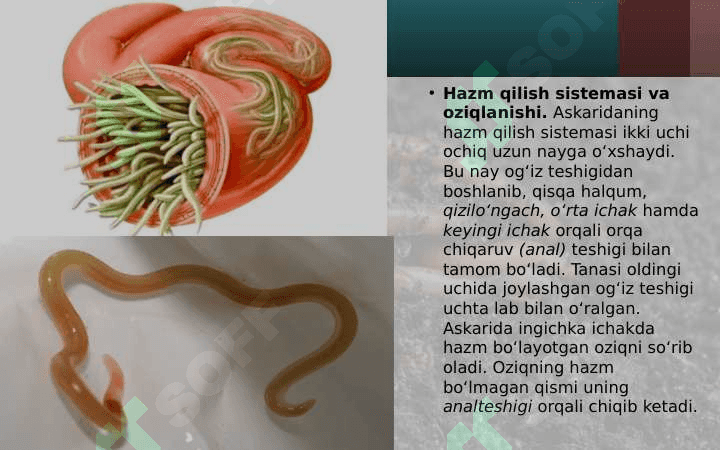 SUYAKLI BALIQLAR SINFI 4