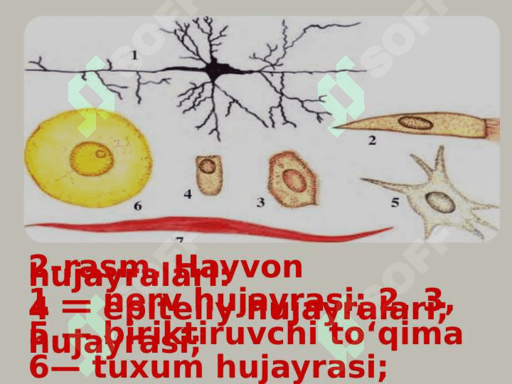 Hayvon organizmining tuzilishi, hayvonlarni klassifikatsiya  qilish. 5