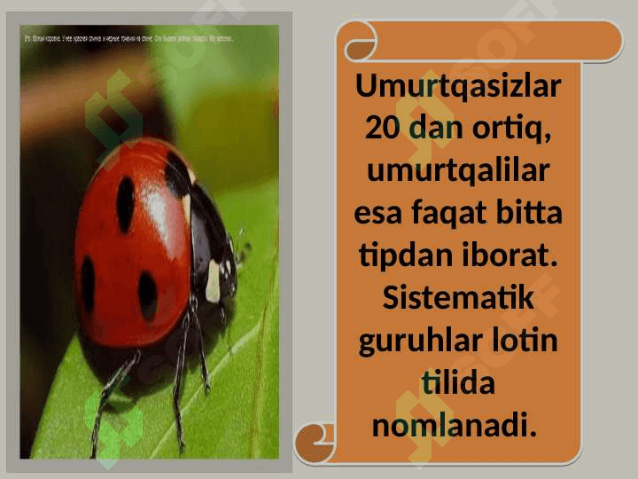 Hayvon organizmining tuzilishi, hayvonlarni klassifikatsiya  qilish. 7