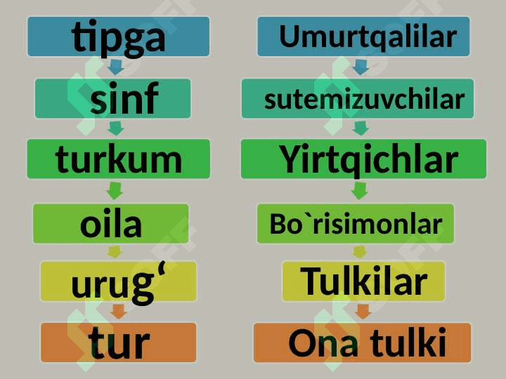 Hayvon organizmining tuzilishi, hayvonlarni klassifikatsiya  qilish. 8