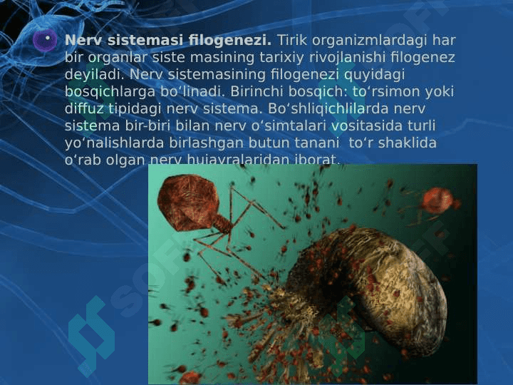 Tirik organizmlarda o‘z-o‘zini idora etish organlari gumoral va nerv 6
