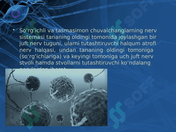 Tirik organizmlarda o‘z-o‘zini idora etish organlari gumoral va nerv 7
