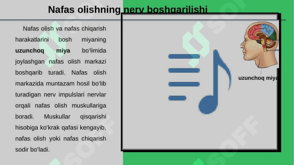 Nafas olishning boshqarilishi.Nafas olish organlari kasalliklari. 4