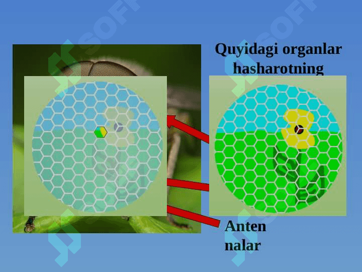 Hasharotlar sinfi 5