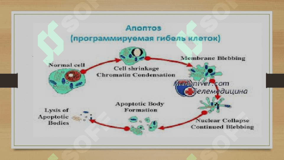 Apoptoz haqida 4