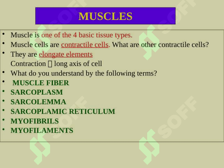 Muscule (English) ppt 2