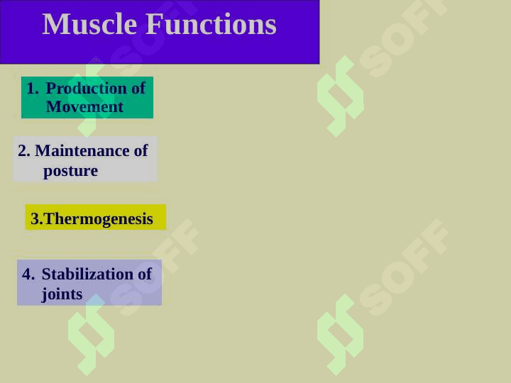 Muscule (English) ppt 3