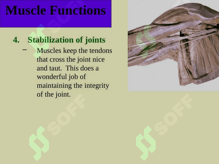 Muscule (English) ppt 6