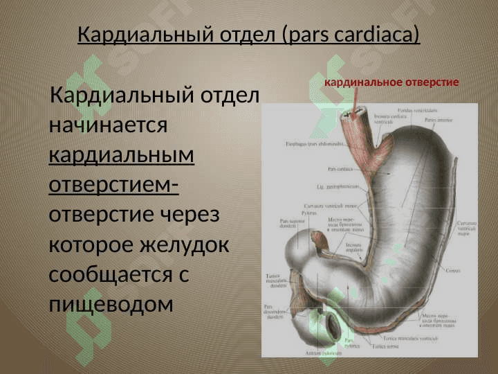 Желудок 3