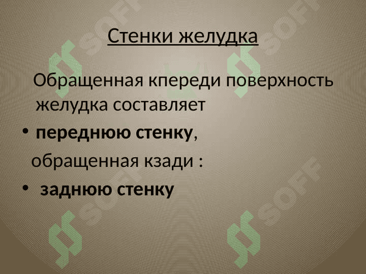 Желудок 6