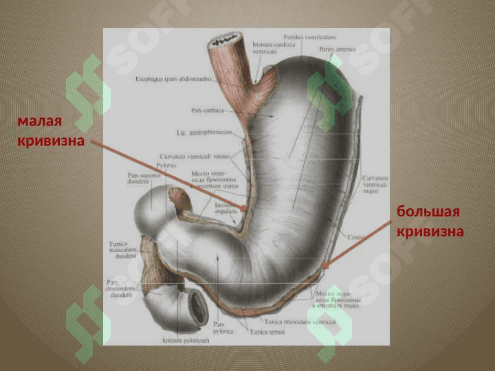 Желудок 8