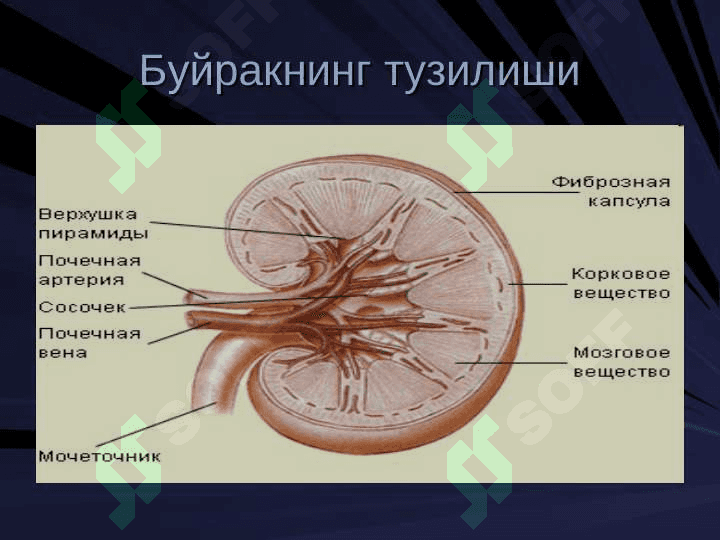 Буйрак биокимёси 5