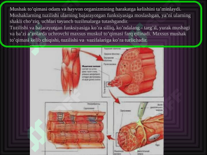 SILLIQ VA KO’NDALANG MUSKULLAR 2