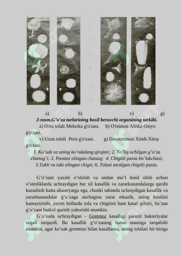 G’O’ZА O’SIMLIGI TO’G’RISIDA UMUMIY MА’LUMОTLАR. 7