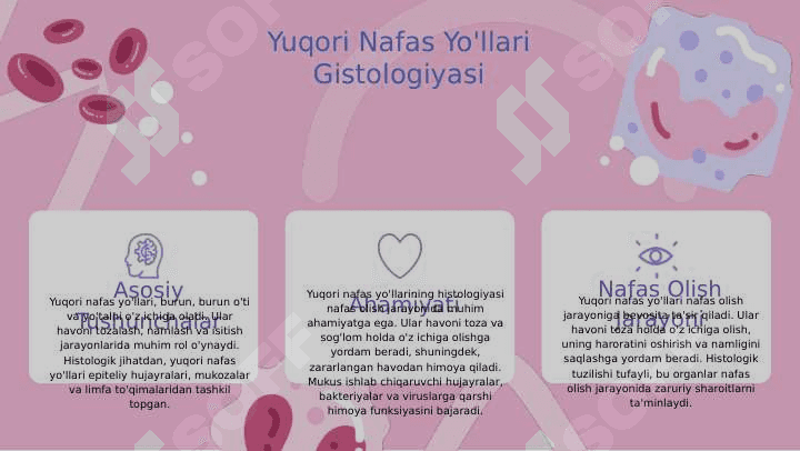 Nafas sistemasi gistologiyasi 3