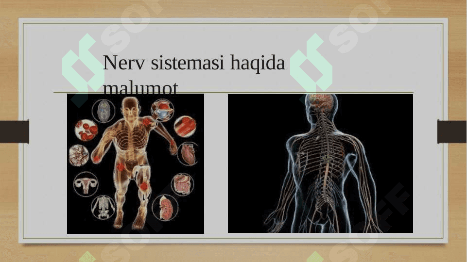 Nerv tizimining ahamiyati 3