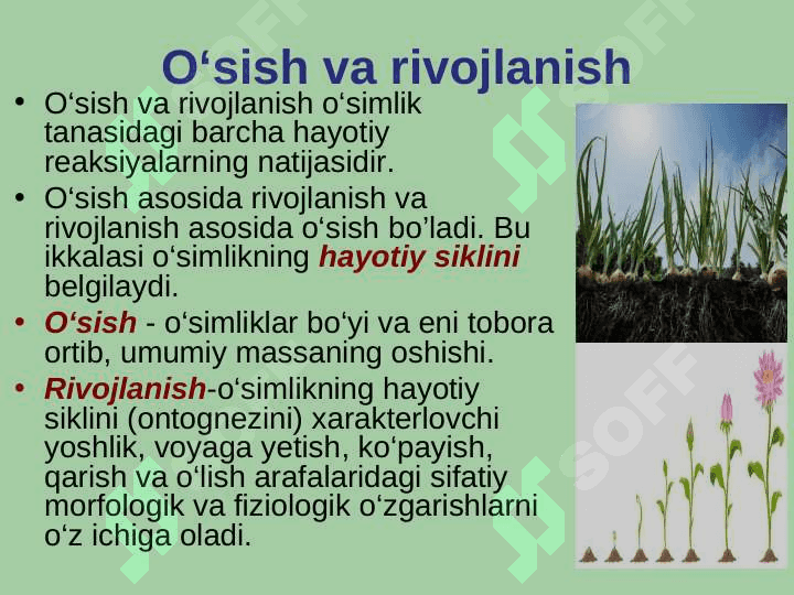 O‘simliklarning o‘sishi va rivojlanishi fiziologiyasi 3