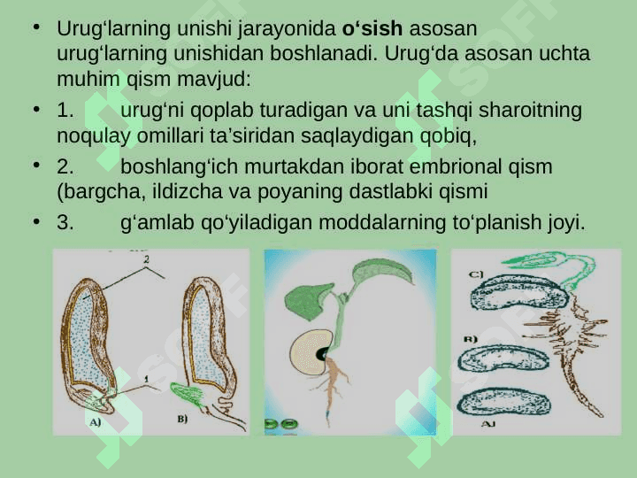 O‘simliklarning o‘sishi va rivojlanishi fiziologiyasi 5