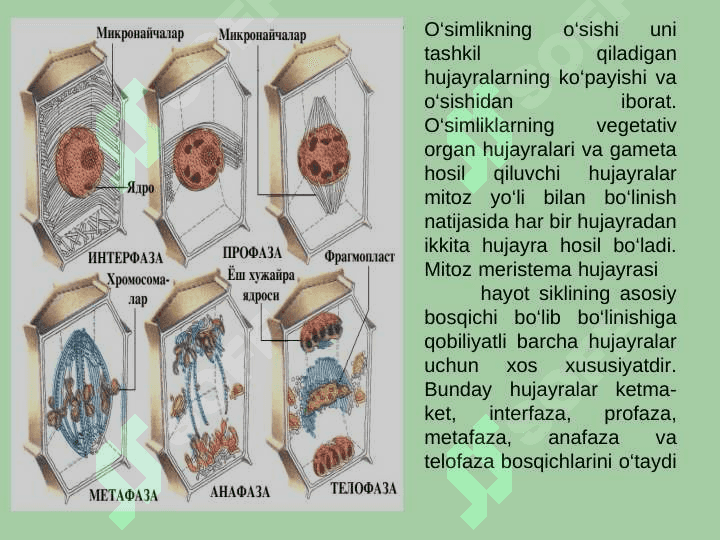 O‘simliklarning o‘sishi va rivojlanishi fiziologiyasi 7