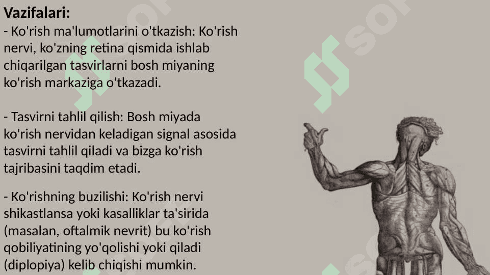 Bosh miyaning 12 juft nervlari 6