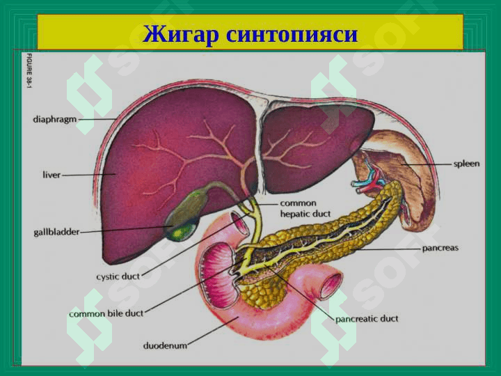 Jigar xirurgik kasalliklari ppt 2