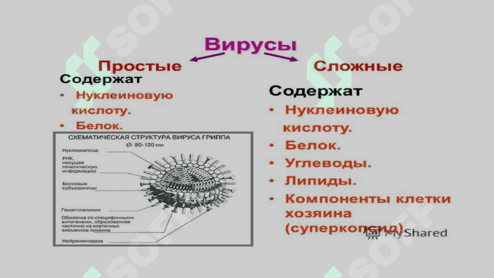 Общая вирусология. Антибиотики и химиотерапевтические препараты 2