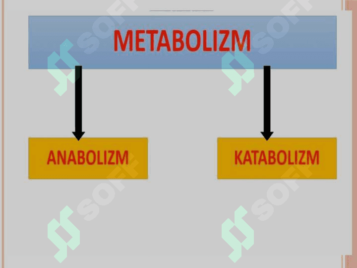 Krebs sikli va uning energetikasi 4