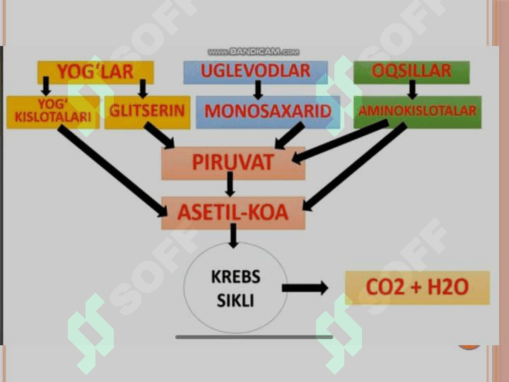 Krebs sikli va uning energetikasi 6