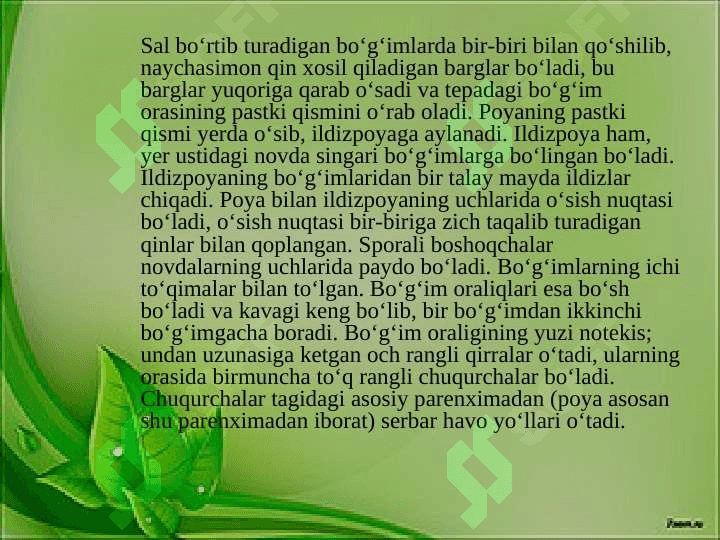 Qirqbo‘g‘imlilar — Equisetineae bo‘limi 6