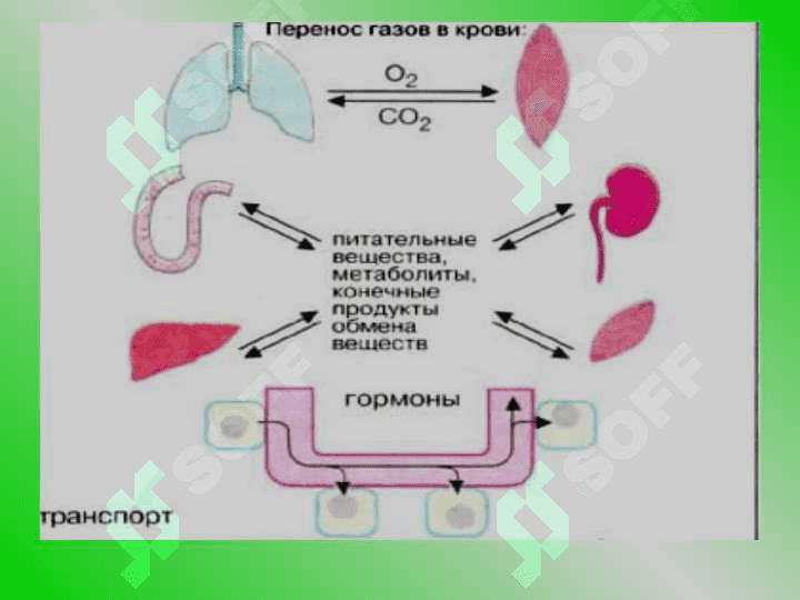 БИОХИМИЯ КРОВИ И ЛИМФО-РЕТИКУЛЯРНОЙ СИСТЕМЫ 5