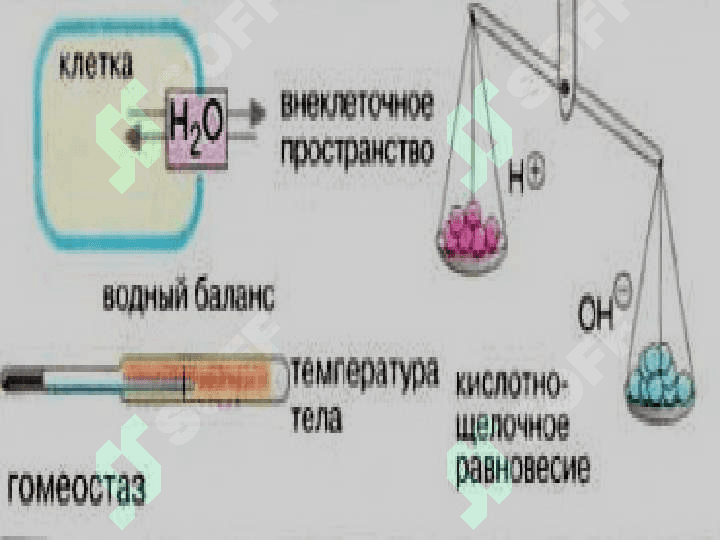 БИОХИМИЯ КРОВИ И ЛИМФО-РЕТИКУЛЯРНОЙ СИСТЕМЫ 7