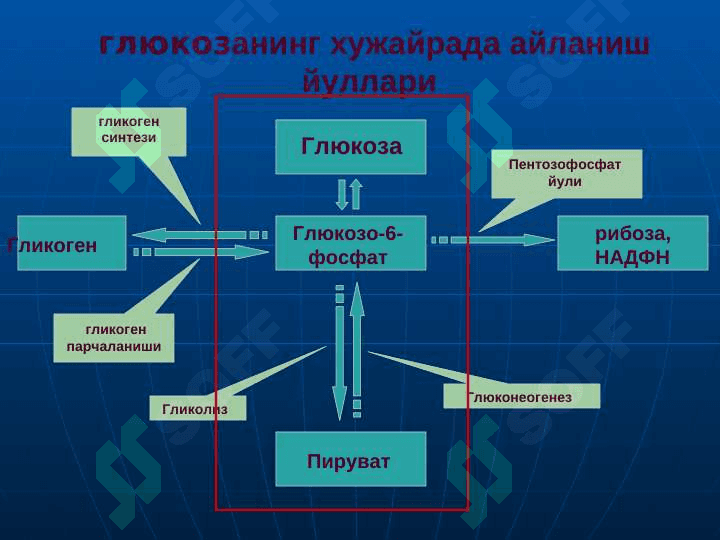 УГЛЕВОДЛАР АЛМАШИНУВИ ВА ФУНКЦИЯЛАРИ 7