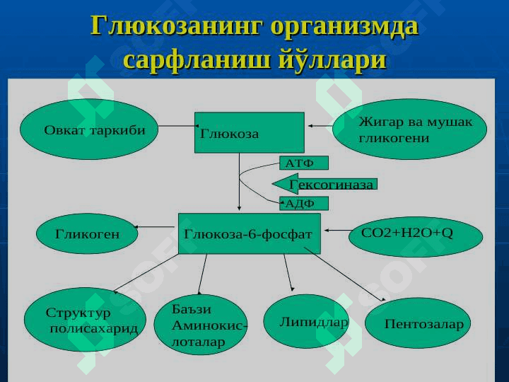 УГЛЕВОДЛАР АЛМАШИНУВИ ВА ФУНКЦИЯЛАРИ 8