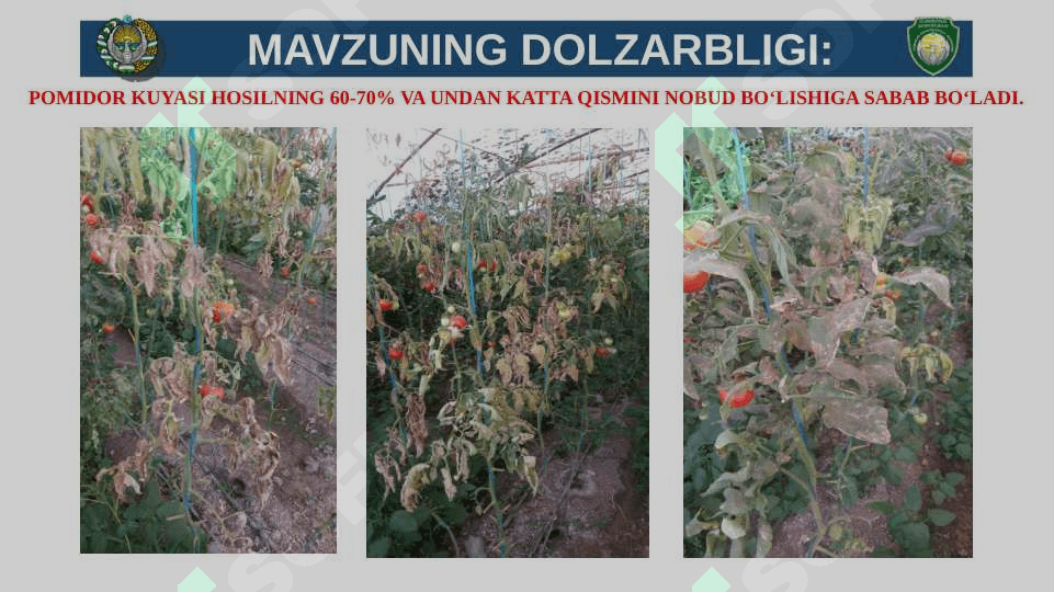 BITIRUV MALAKAVIY ISHI TAQDIMOTI. Pomidor kuyasi 4