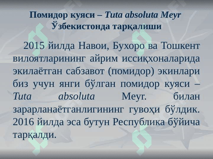 POMIDOR KUYASI SLAYT 3