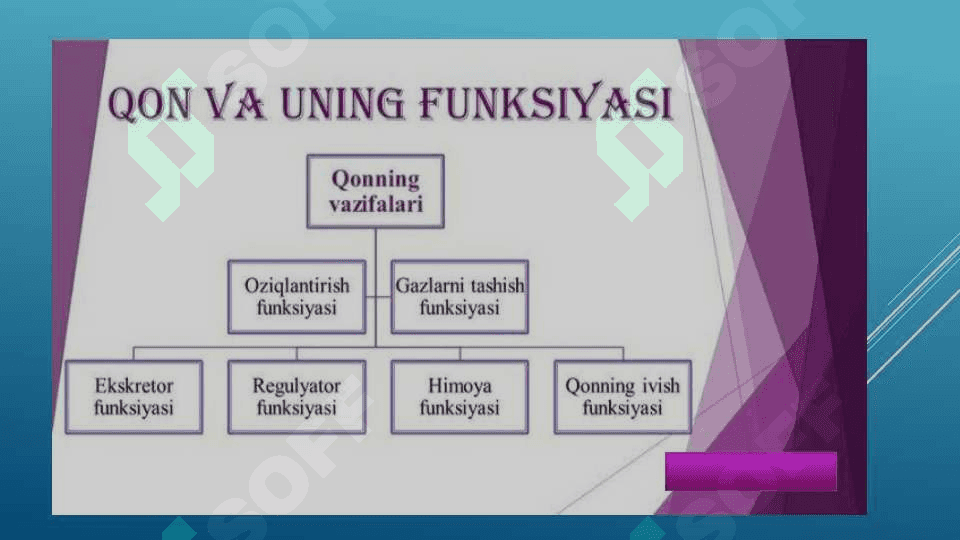 QON TIZIMINING YOSHGA OID FIZIOLOGIYASI VA GIGIYENASI 5