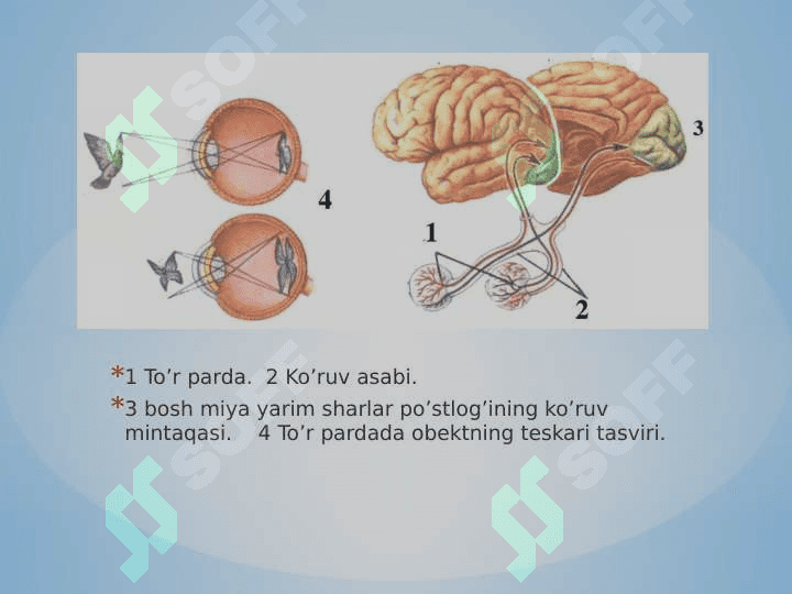 Ko’rish va eshitish analizatorlari 4