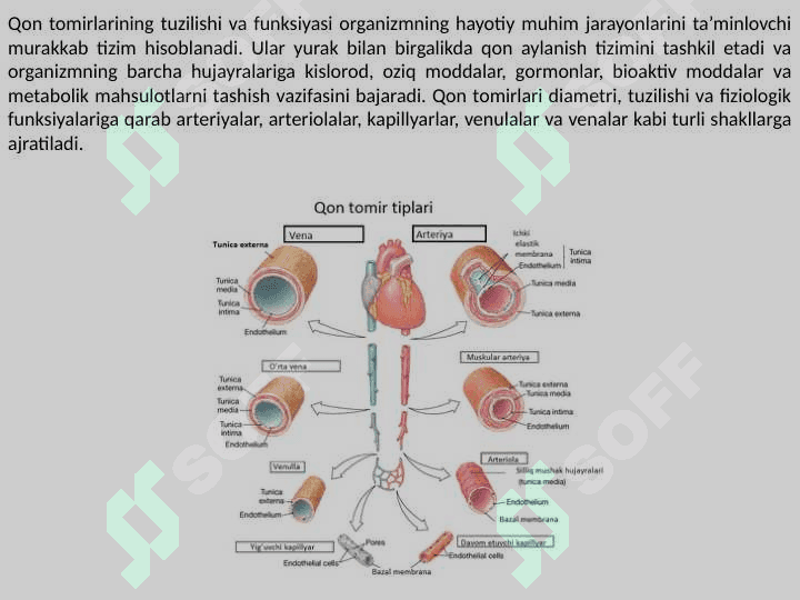 Qon tomirlar tuzilishi va funksiyasi 2