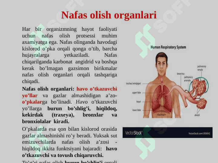 Nafas olish tizimi a’zolarining tuzilishi va funksiyasi 2