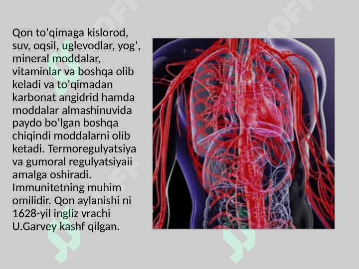 Katta qon aylanish doirasining tuzilishi va funksiyasi 3