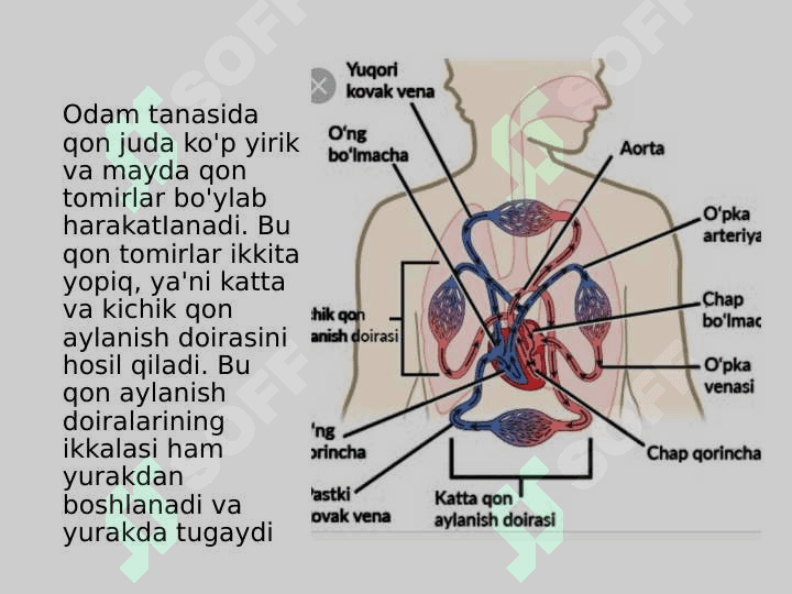 Katta qon aylanish doirasining tuzilishi va funksiyasi 4