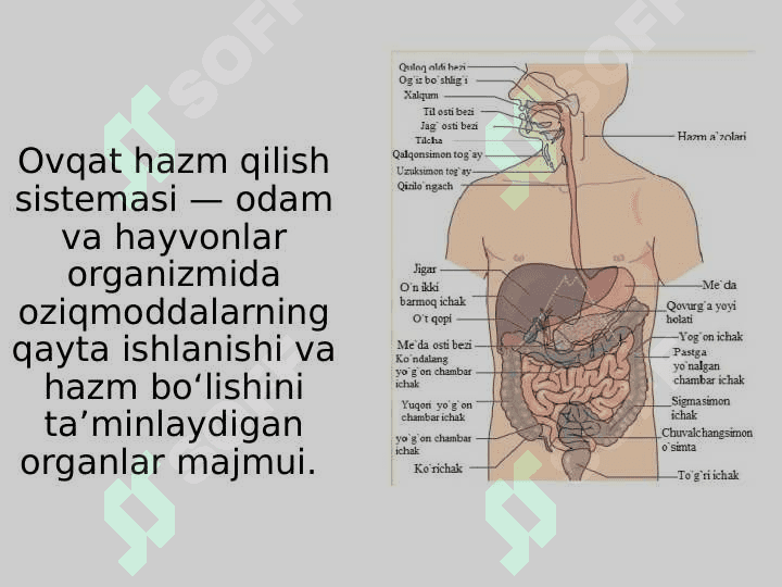 Og‘iz bo‘shlig‘i, halqum, qizilo‘ngachning tuzilishi va funksiyasi 2