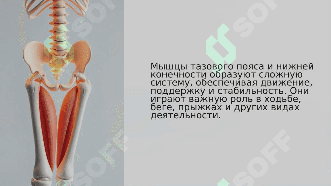 Мышцы тазового пояса и нижней конечности. Мышцы и фасции бедра, голени, стопы. Синовиальные сухожилия мынии стопы.Возрастные особенности. 3